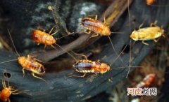 ?灭蟑螂还在只用蟑螂药吗 简单易学的居家灭蟑小妙招