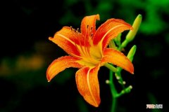 中国的母亲花其实是萱草