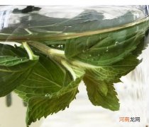 新鲜的薄荷叶能泡水喝吗?新鲜的薄荷叶怎么长期