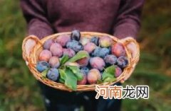 减肥期间西梅一天吃几个合适优质