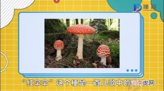 红伞伞是什么梗