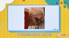 叶良辰是什么梗