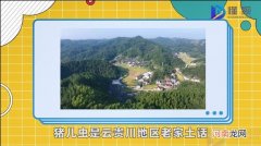 猪儿虫是什么意思