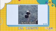 神兽是什么意思