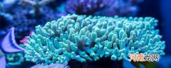 珊瑚能吃吗优质