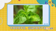 野蛮生长是什么意思