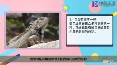 变色龙和蜥蜴的区别