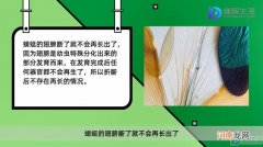 蜻蜓翅膀断了还能长吗