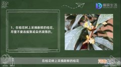 自己摘的桂花如何晒干不变色