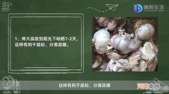 种大蒜的方法和步骤