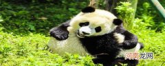 熊猫的特点有什么优质