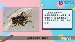 蛐蛐和蝈蝈和蟋蟀的区别