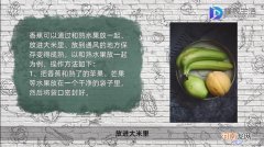 青香蕉怎么保存才会变熟?