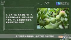 西梅和李子有啥区别