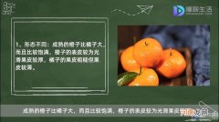 橘子和橙子的区别