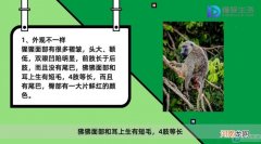 狒狒和猩猩的区别