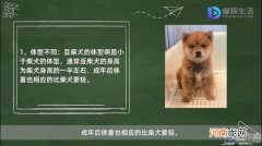 豆柴犬和柴犬的区别