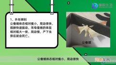 蚕变成蛾子后怎么分公母