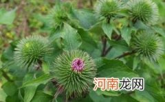 牛蒡茶的正确喝法时间优质