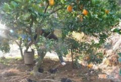 柑橘树冬肥几月份施好