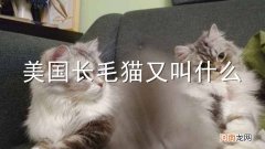 美国长毛猫又叫什么