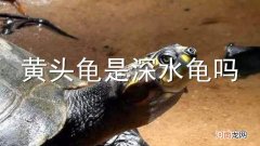黄头龟是深水龟吗