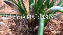 兰花花苞和新芽的区别