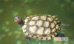 墨龟是深水龟还是浅水龟