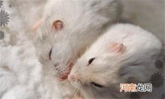 仓鼠笼一定要垫东西吗