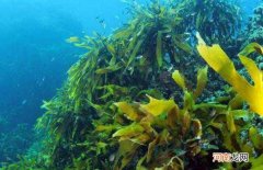 海藻是什么植物