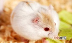 仓鼠吃自己的屎是怎么回事