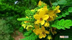 黄金梅是什么样的植物