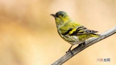 什么样的黄鸟是头鸟