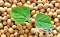 大豆油的食用处理方法优质