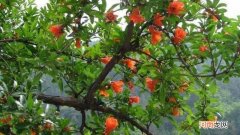 石榴树在零下二十度能越冬吗