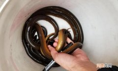 怎样处理冻鳝鱼才新鲜优质