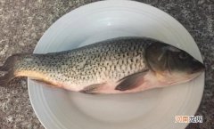 鲤鱼苦胆破了还能吃吗优质