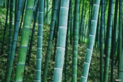 竹子开始生长慢后来生长快 竹子生长速度
