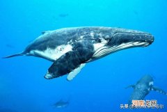 最大的鲸鱼是蓝鲸还是抹香鲸 最大的鲸鱼