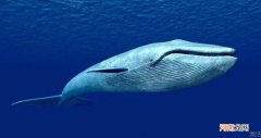 世界上最大的鲸鱼是什么鲸鱼 世界上最大的鲸鱼