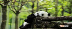 熊猫起源