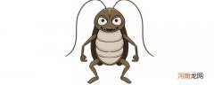 杜比亚蟑螂和普通蟑螂有什么区别