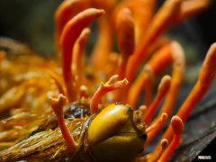 虫草怎么生长出来的科普 冬虫夏草是怎样形成的