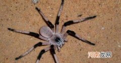 世界上最大的毒蜘蛛有多大 世界上最大的蜘蛛