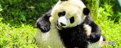 福寿的大熊猫喜欢吃什么竹子