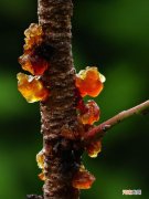 桃胶的价格多少钱一斤是真的 正宗桃胶多少钱一斤