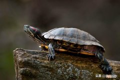 普通乌龟离开水能活多久 乌龟离开水能活多久
