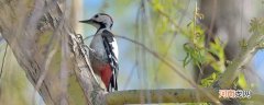 啄木鸟的美称叫什么 啄木鸟又名叫什么