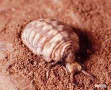 蚂蚁的天敌是什么小昆虫 蚂蚁的天敌是什么动物