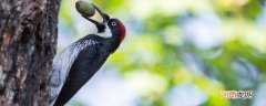 啄木鸟啄树的真正原因 为什么啄木鸟会啄树